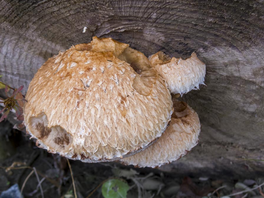 Funghi su legno